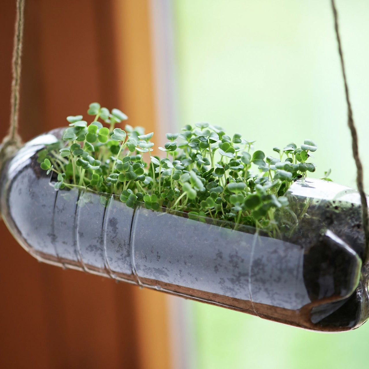 Plastic bottle with plants growing inside, hanging against a blurred background
